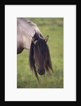 Spanish Mustang Stallion with Long Mane Over Eyes by Anonymous