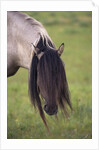 Spanish Mustang Stallion with Long Mane Over Eyes by Anonymous