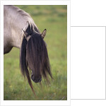Spanish Mustang Stallion with Long Mane Over Eyes by Anonymous