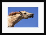 Wild Palomino Mustang Stallion Sniffing Air by Anonymous