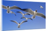 Laughing Gulls Flock in Flight by Anonymous