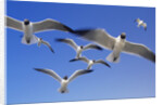 Laughing Gulls Flock in Flight by Anonymous