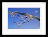 Laughing Gulls Flock in Flight by Anonymous