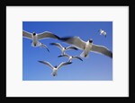 Laughing Gulls Flock in Flight by Anonymous