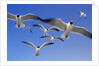 Laughing Gulls Flock in Flight by Anonymous