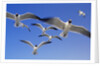 Laughing Gulls Flock in Flight by Anonymous
