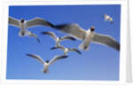 Laughing Gulls Flock in Flight by Anonymous