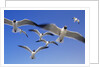 Laughing Gulls Flock in Flight by Anonymous