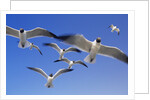 Laughing Gulls Flock in Flight by Anonymous