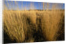 Tall Grass in Prairie Grasslands by Anonymous