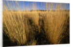 Tall Grass in Prairie Grasslands by Anonymous