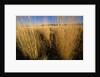Tall Grass in Prairie Grasslands by Anonymous