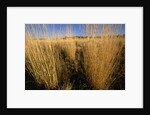 Tall Grass in Prairie Grasslands by Anonymous