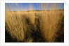Tall Grass in Prairie Grasslands by Anonymous