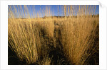 Tall Grass in Prairie Grasslands by Anonymous