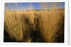 Tall Grass in Prairie Grasslands by Anonymous