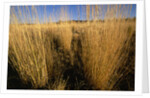 Tall Grass in Prairie Grasslands by Anonymous