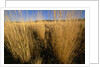 Tall Grass in Prairie Grasslands by Anonymous