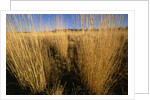 Tall Grass in Prairie Grasslands by Anonymous