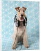 Fox Terrier with Headphones by Corbis