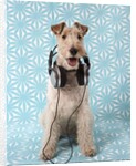 Fox Terrier with Headphones by Corbis