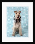 Fox Terrier with Headphones by Corbis