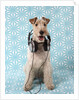 Fox Terrier with Headphones by Corbis