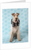 Fox Terrier with Headphones by Corbis