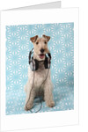 Fox Terrier with Headphones by Corbis