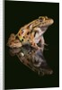 Leopard Frog by Anonymous