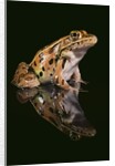 Leopard Frog by Anonymous