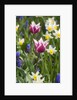 Mixed Spring Bulbs by Anonymous