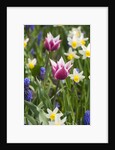 Mixed Spring Bulbs by Anonymous