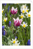 Mixed Spring Bulbs by Anonymous
