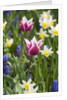 Mixed Spring Bulbs by Anonymous