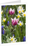 Mixed Spring Bulbs by Anonymous
