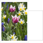 Mixed Spring Bulbs by Anonymous