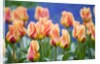 Tulipa 'Mary Ann' by Anonymous