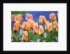Tulipa 'Mary Ann' by Anonymous