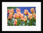 Tulipa 'Mary Ann' by Anonymous
