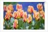 Tulipa 'Mary Ann' by Anonymous