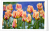 Tulipa 'Mary Ann' by Anonymous
