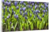 Grape Hyacinth by Anonymous