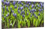 Grape Hyacinth by Anonymous