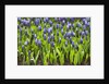 Grape Hyacinth by Anonymous