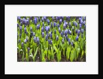 Grape Hyacinth by Anonymous