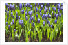 Grape Hyacinth by Anonymous