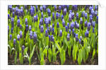 Grape Hyacinth by Anonymous