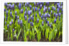 Grape Hyacinth by Anonymous