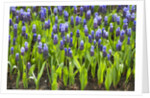 Grape Hyacinth by Anonymous